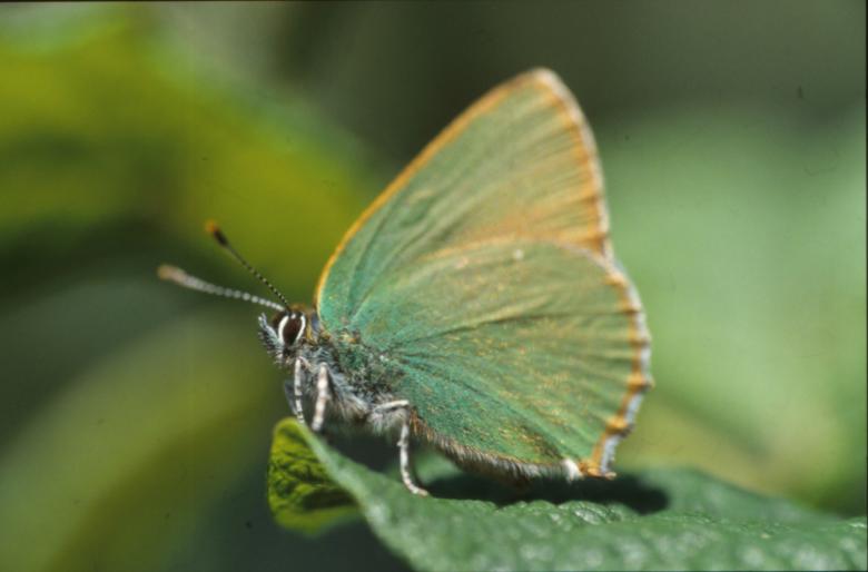 Free stock image of BUTTERFLY created by MUNCH PIERRE