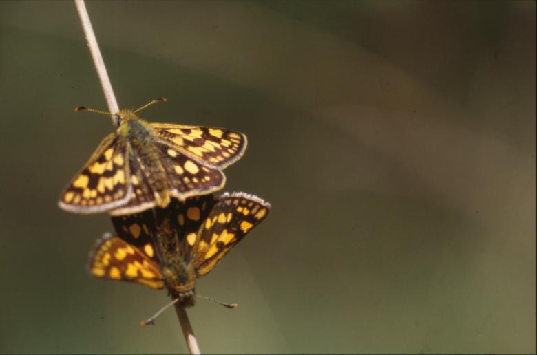 Free stock image of BUTTERFLY created by MUNCH PIERRE