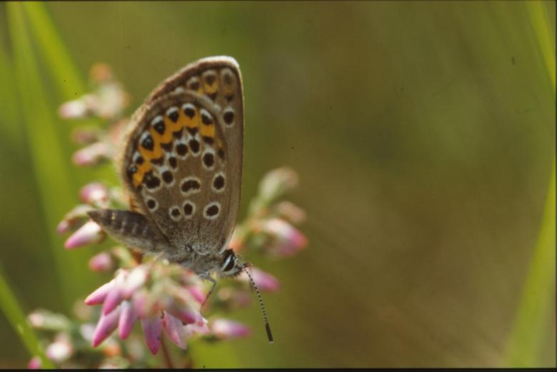 Free stock image of BUTTERFLY created by MUNCH PIERRE