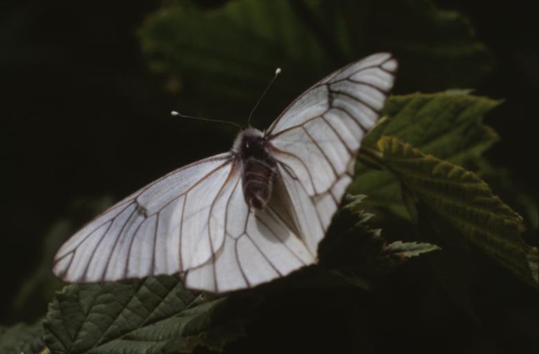 Free stock image of BUTTERFLY created by MUNCH PIERRE