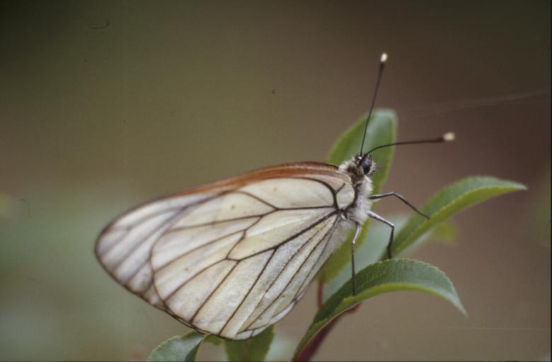 Free stock image of BUTTERFLY created by MUNCH PIERRE