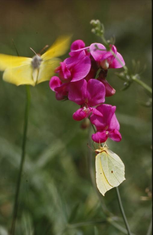 Free stock image of BUTTERFLY created by MUNCH PIERRE