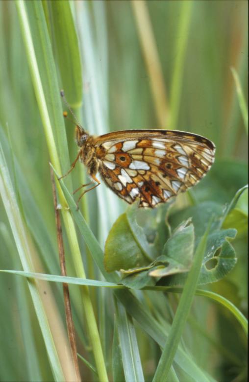 Free stock image of BUTTERFLY created by MUNCH PIERRE
