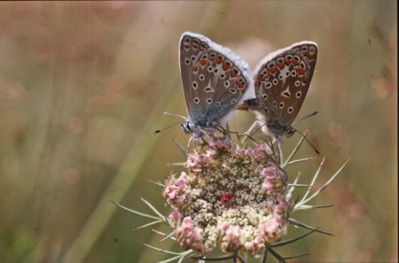 Free stock image of BUTTERFLY created by MUNCH PIERRE