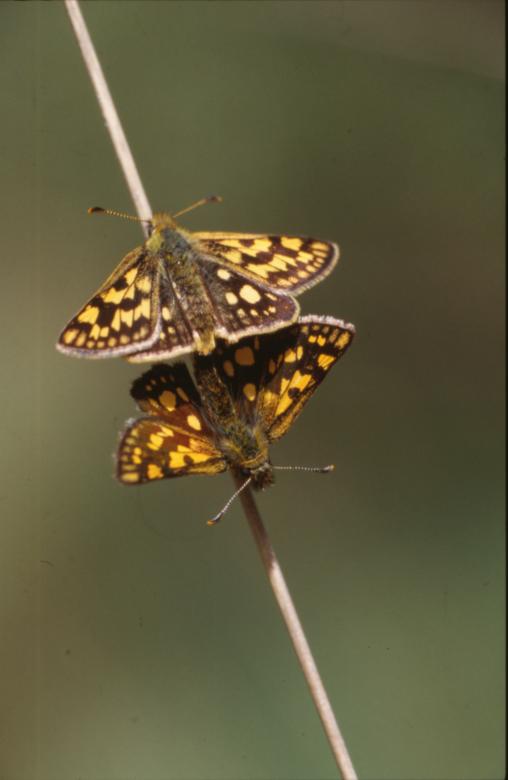 Free stock image of BUTTERFLY created by MUNCH PIERRE