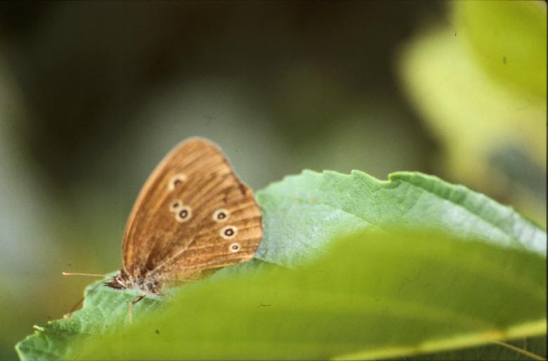 Free stock image of BUTTERFLY created by MUNCH PIERRE