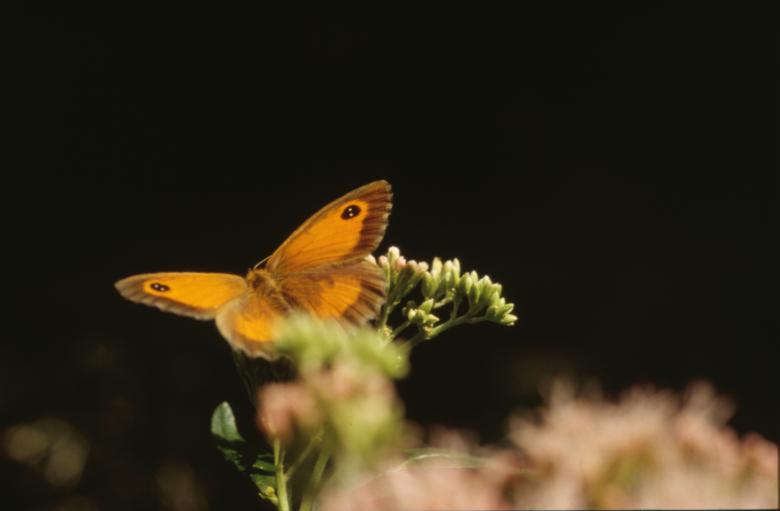 Free stock image of BUTTERFLY created by MUNCH PIERRE