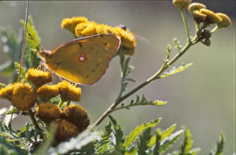 Free stock image of BUTTERFLY created by MUNCH PIERRE