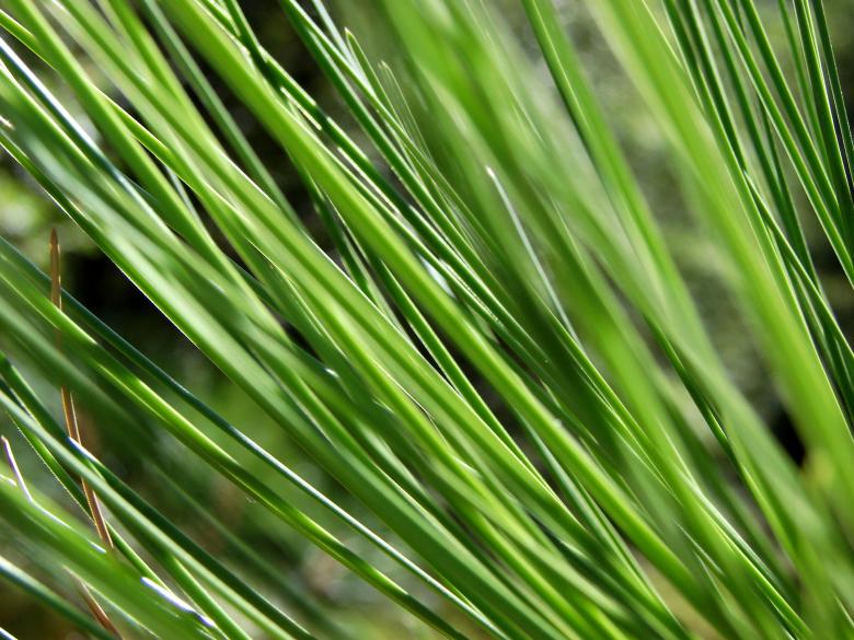 Free stock image of Conifer Needles created by Stefan Giuliani