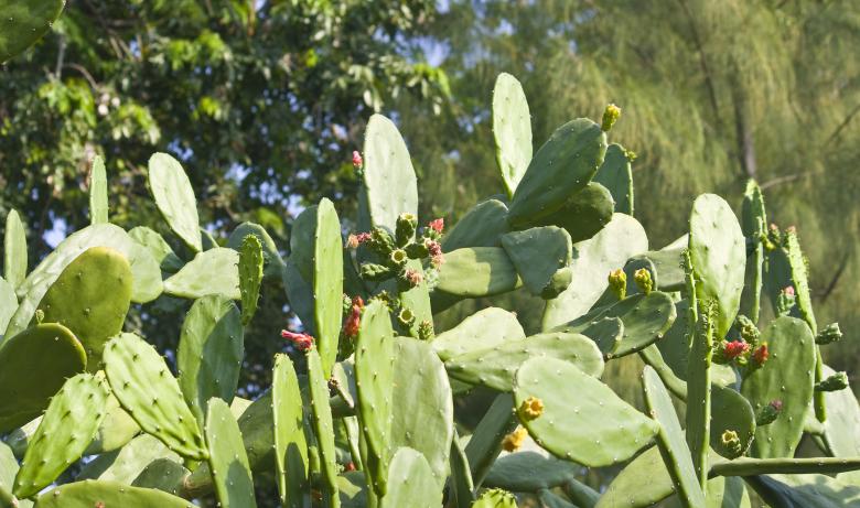 Free stock image of Green Cactus created by linno1234