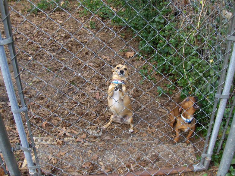 Free stock image of Barking dogs created by Stephen Rayburn