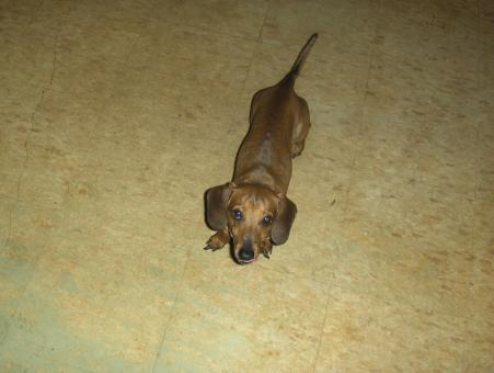 Daschund - Free Stock Photo