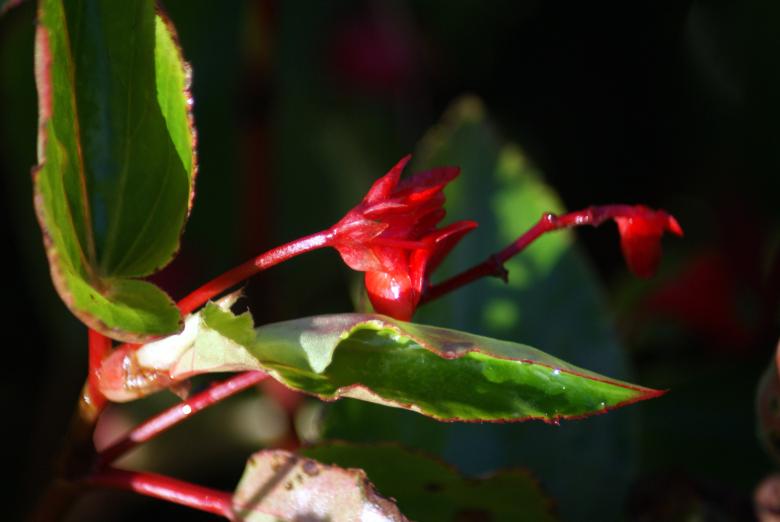 Free stock image of The Garden created by Jesus Baez