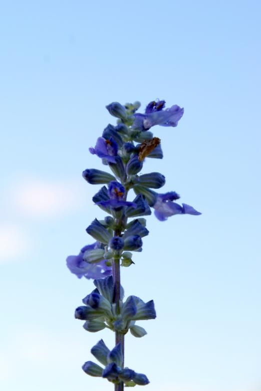 Free stock image of Blue flower created by Jesus Baez
