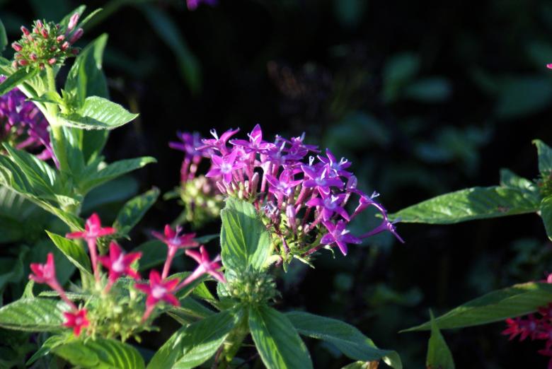Free stock image of Fushcia Flower created by Jesus Baez