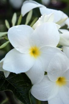 White Flowers - Free Stock Photo