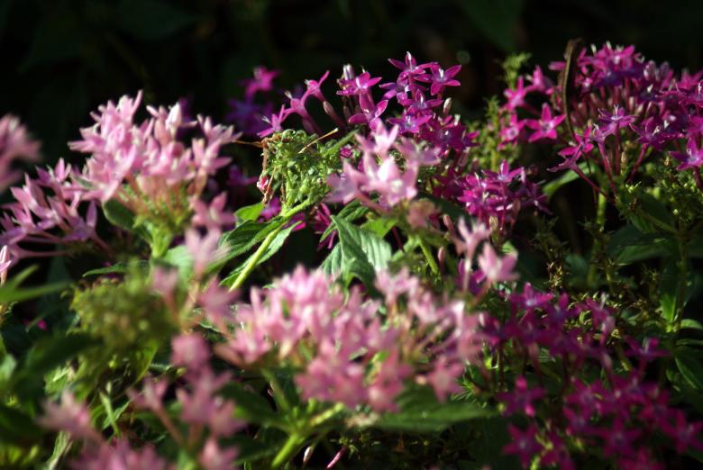 Free stock image of Purple flowers created by Jesus Baez