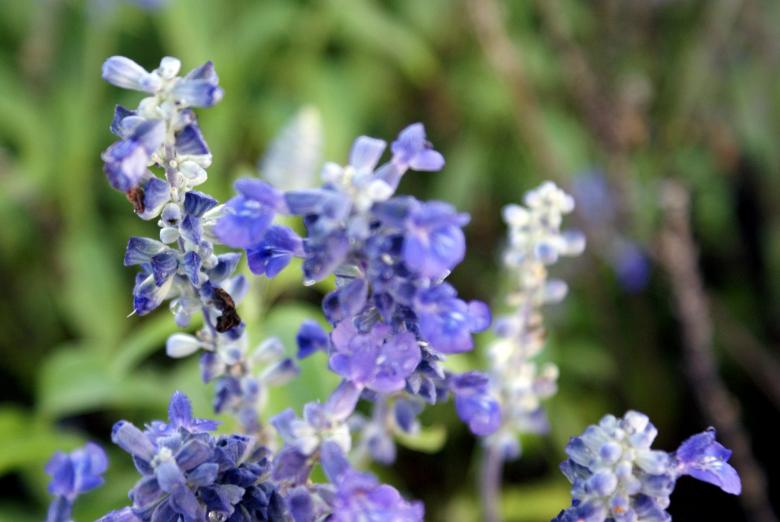 Free stock image of Blue Lavender created by Jesus Baez