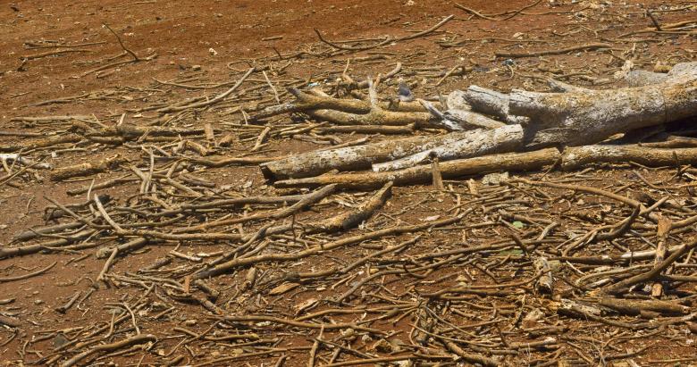 Free stock image of Dead Tree created by linno1234