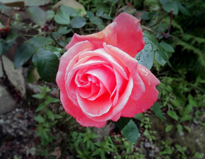Free stock image of Faded Rose created by Tom Fox