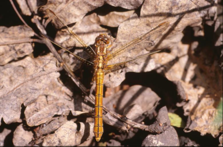 Free stock image of DRAGONFLY created by MUNCH PIERRE