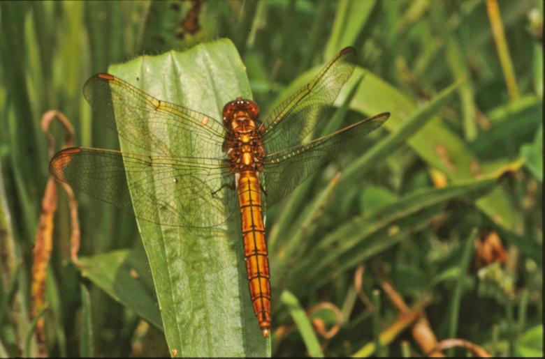 Free stock image of DRAGONFLY created by MUNCH PIERRE