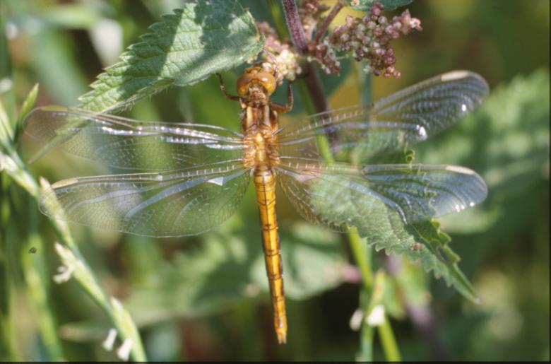 Free stock image of DRAGONFLY created by MUNCH PIERRE