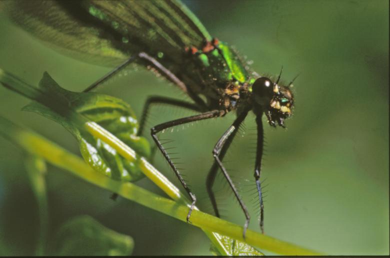 Free stock image of DRAGONFLY created by MUNCH PIERRE