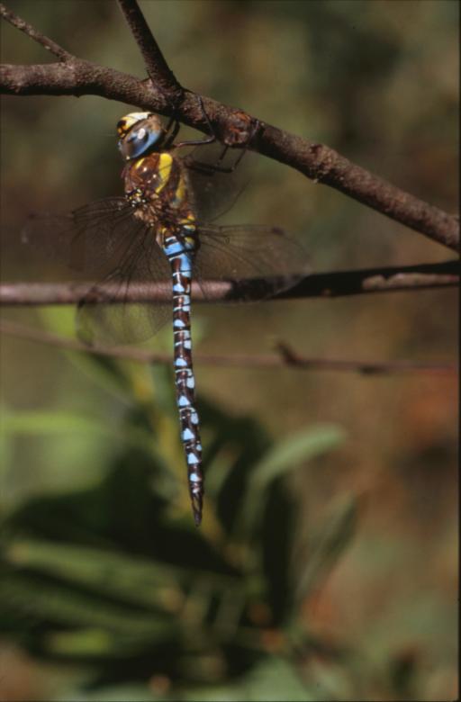 Free stock image of DRAGONFLY created by MUNCH PIERRE