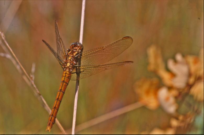 Free stock image of DRAGONFLY created by MUNCH PIERRE