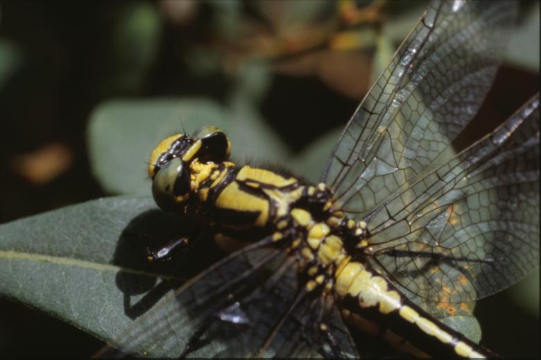 Free stock image of DRAGONFLY created by MUNCH PIERRE