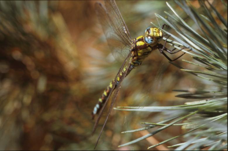 Free stock image of DRAGONFLY created by MUNCH PIERRE
