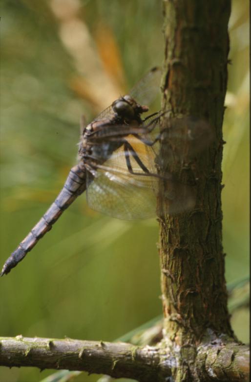 Free stock image of DRAGONFLY created by MUNCH PIERRE
