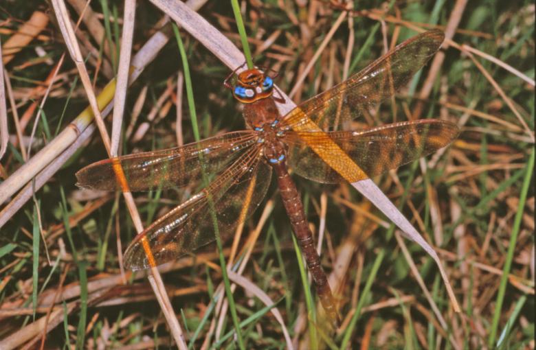 Free stock image of DRAGONFLY created by MUNCH PIERRE