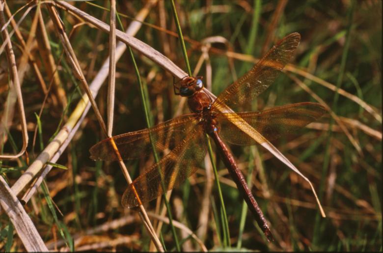 Free stock image of DRAGONFLY created by MUNCH PIERRE