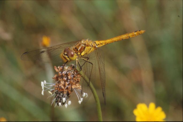 Free stock image of DRAGONFLY created by MUNCH PIERRE