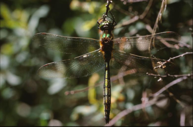 Free stock image of DRAGONFLY created by MUNCH PIERRE