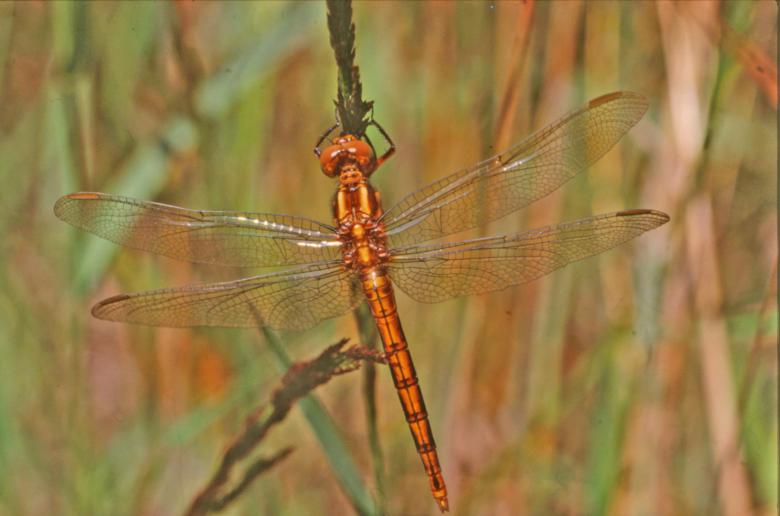 Free stock image of DRAGONFLY created by MUNCH PIERRE