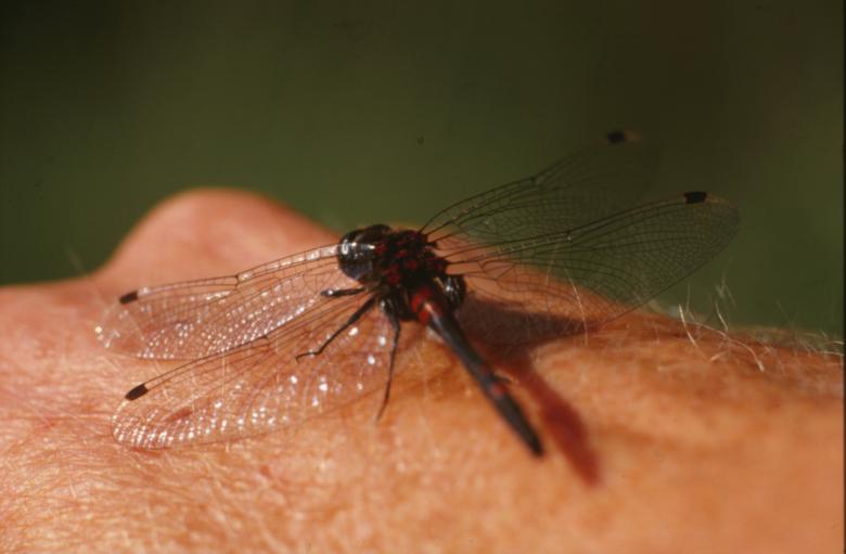 Free stock image of DRAGONFLY created by MUNCH PIERRE