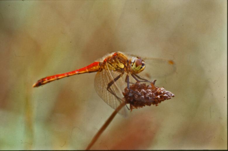Free stock image of DRAGONFLY created by MUNCH PIERRE