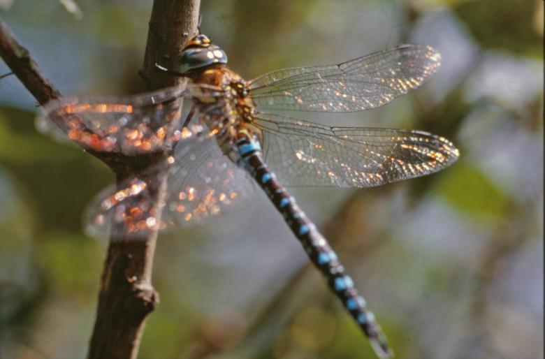 Free stock image of DRAGONFLY created by MUNCH PIERRE