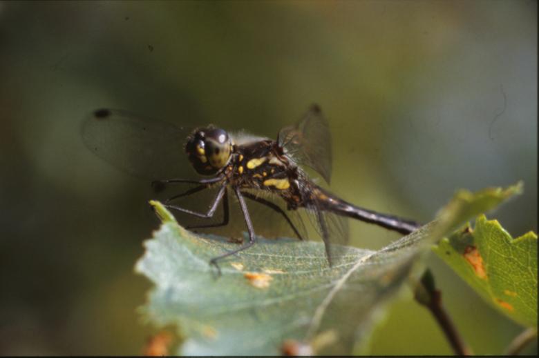 Free stock image of DRAGONFLY created by MUNCH PIERRE