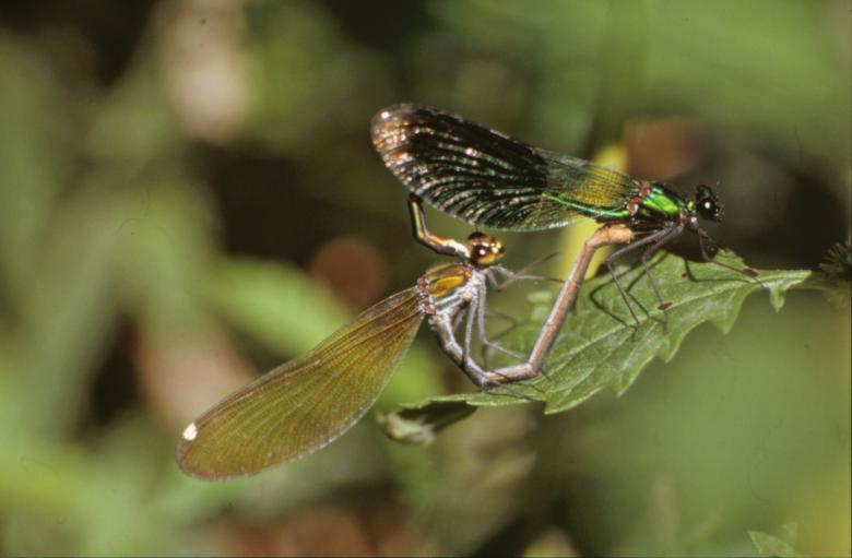 Free stock image of DRAGONFLY created by MUNCH PIERRE