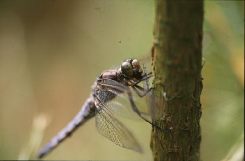 Free stock image of DRAGONFLY created by MUNCH PIERRE