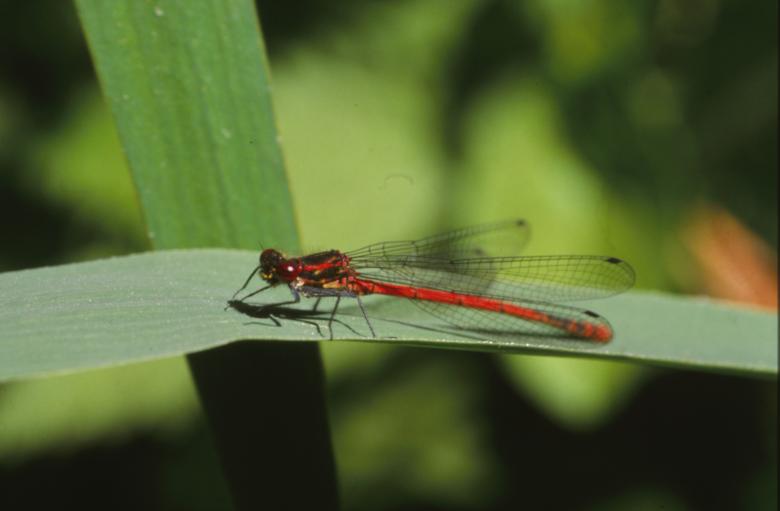 Free stock image of DRAGONFLY created by MUNCH PIERRE