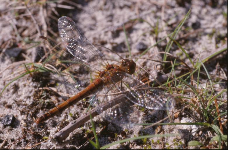 Free stock image of DRAGONFLY created by MUNCH PIERRE