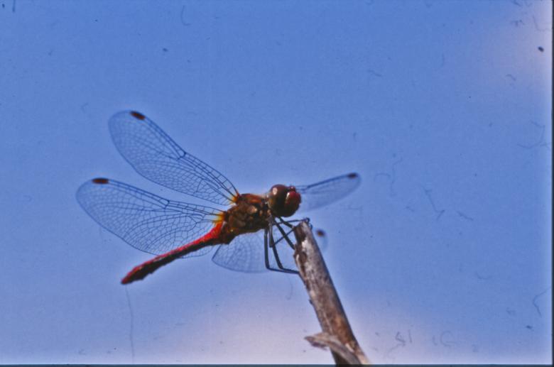Free stock image of DRAGONFLY created by MUNCH PIERRE