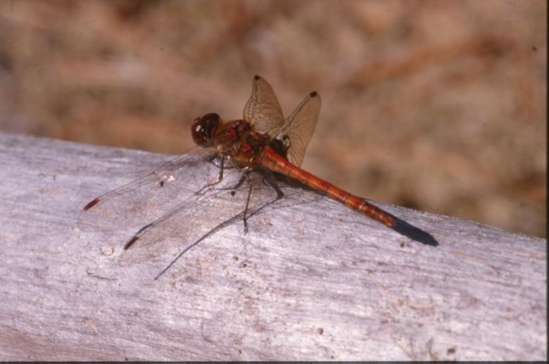 Free stock image of DRAGONFLY created by MUNCH PIERRE