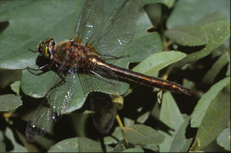 Free stock image of DRAGONFLY created by MUNCH PIERRE