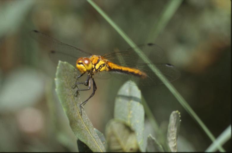 Free stock image of DRAGONFLY created by MUNCH PIERRE